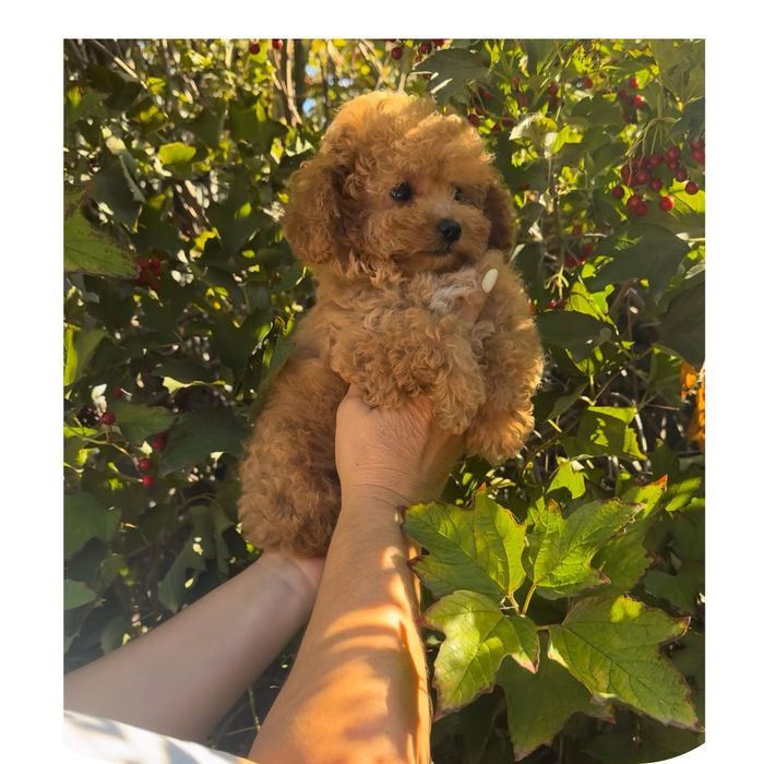 !!Кудрявий веселий активний міні той хлопчик Дуже гарний !