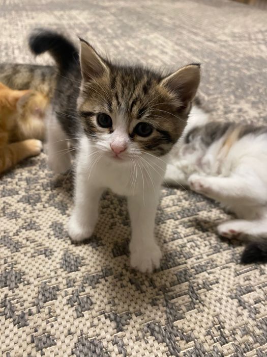 Котенята в добрі руки