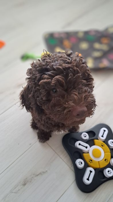 Lagotto Romagnolo- chłopczyk
