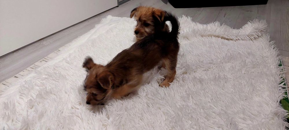 York mieszany z kundelkiem