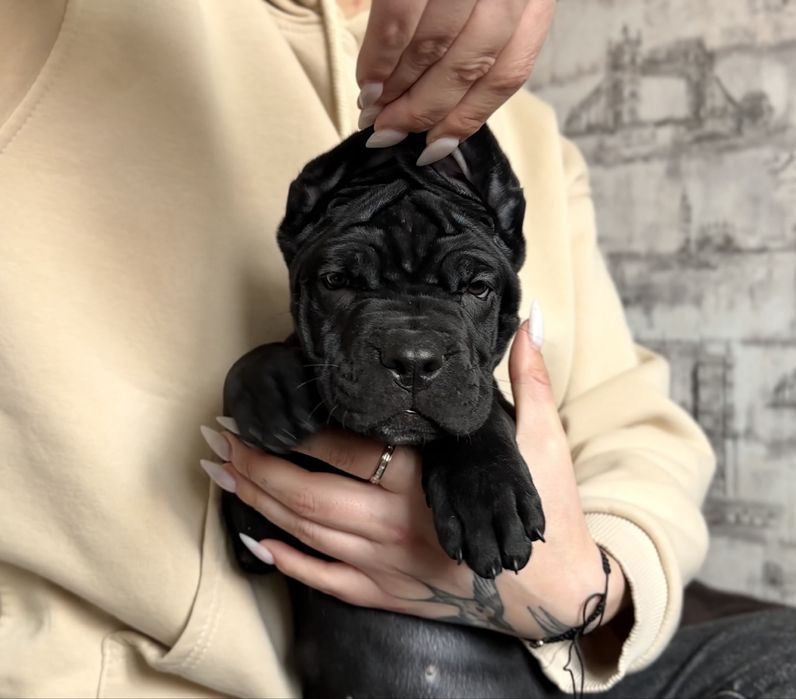 цуценята Кане Корсо чорного окрасу | КСУ (FCI) |  в пошуку родини