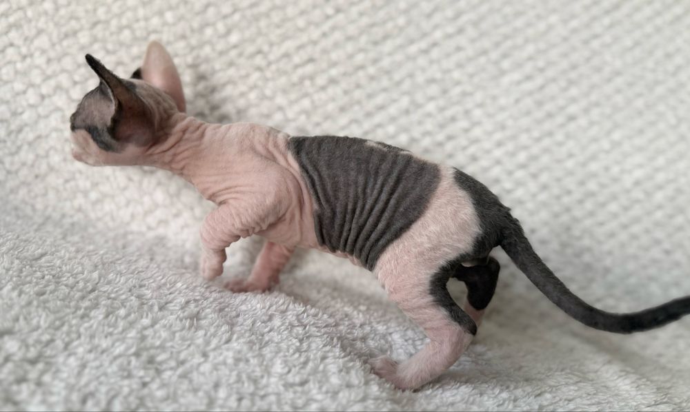 BARON - dostojny, uroczy kocurek  DevonRex