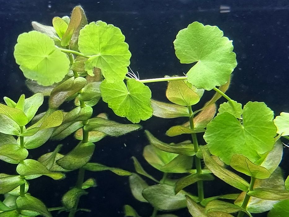 Roślinki akwariowe różne Katowice