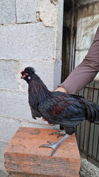 Galos de raça excelente qualidade- Pedrês Portuguesa, Olive Egger, Cream Legbar, Leghorn