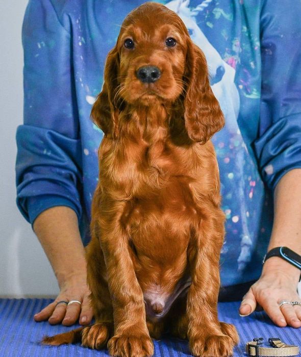 Seter irlandzki ZKwP