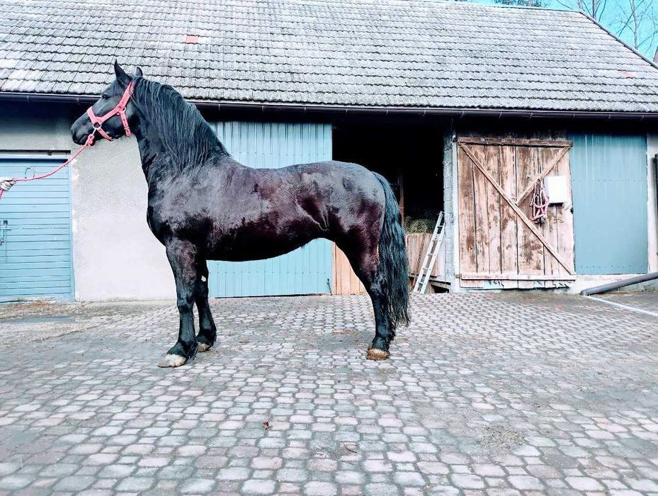 Sprzedam Klacz Fryzyjska