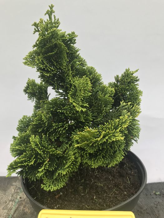 Cyprysik Nana Gracilis