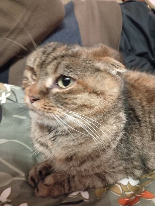 Віддам в добрі руки