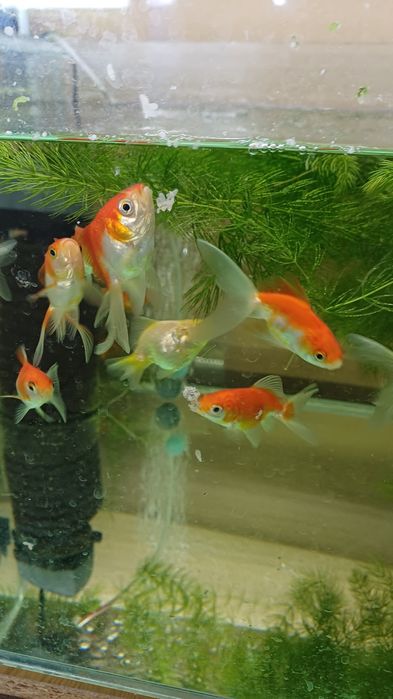 Welonka Welonek Czarny Teleskop / Złota rybka | Rybki do akwarium