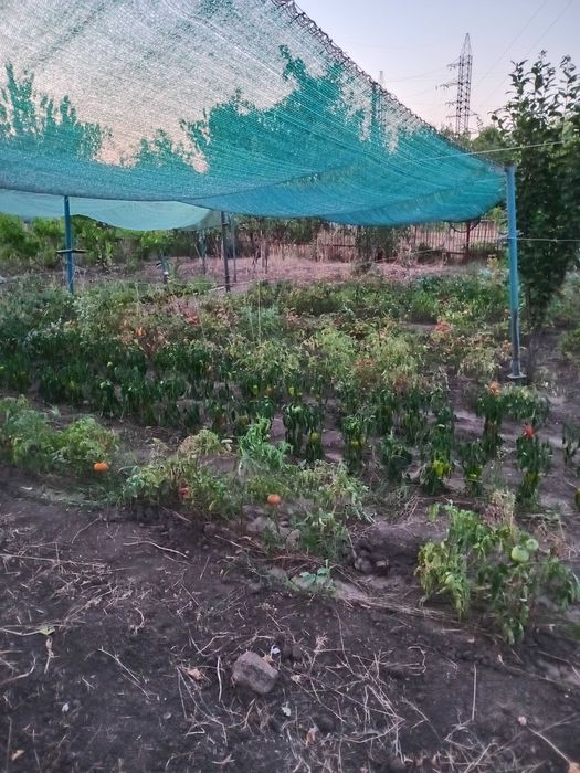 Продається дача в садовому товаристві Айстра