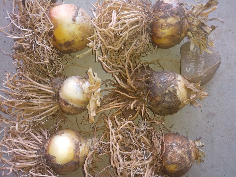 Bolbos Skills peruviana