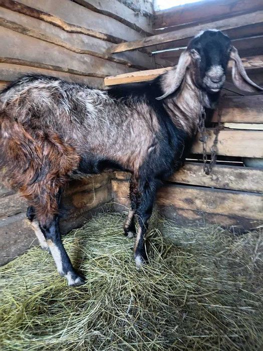 Продам козла, чистокровний Нубієць