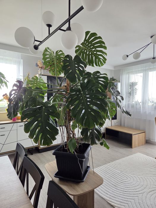Monstera  XXL –  210 cm | 180 cm szerokości