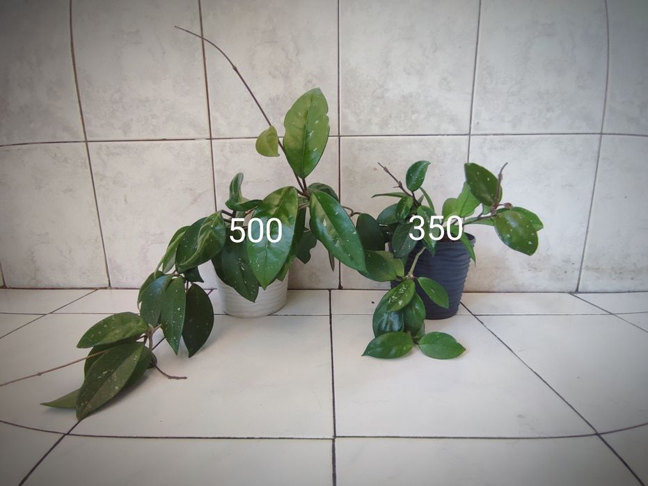 Хойя. Рослини в горщиках