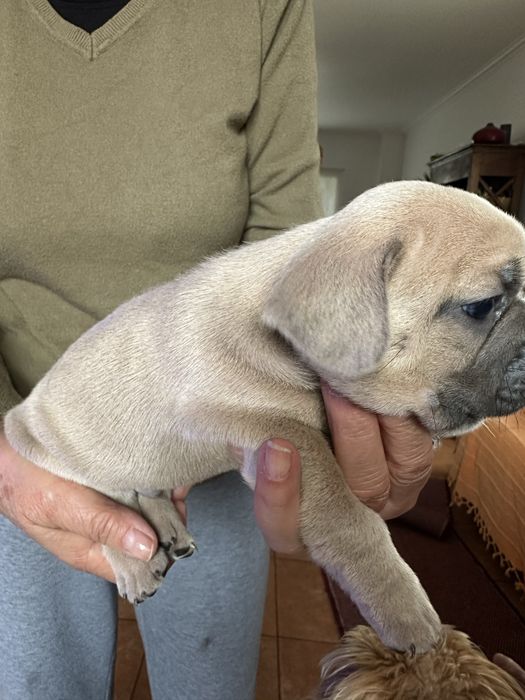 Buldogue Francês macho