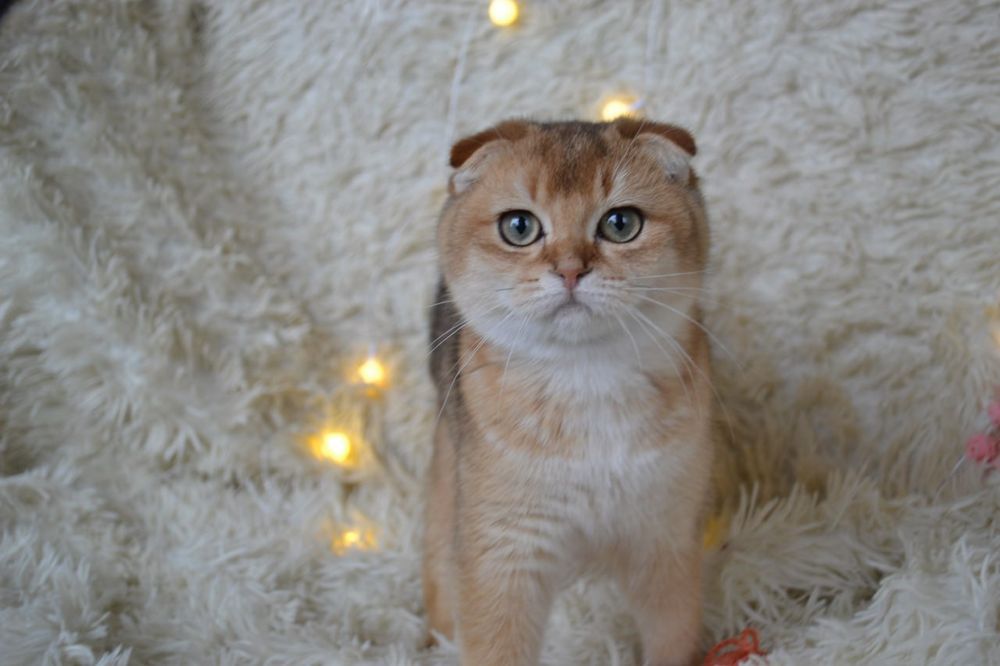 Золотий котик шиншила