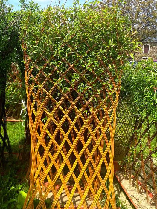 Іва,івовий прут,лоза для декоративно плетіння,вербовий прут