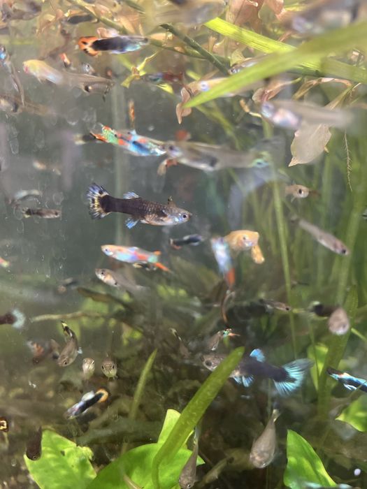 Акваріумні рибки Гупі