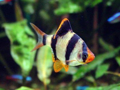 Барбус суматранський рибка акваріумна