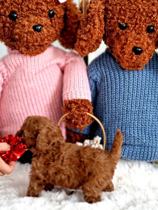 Pudelek toy Red Brown z biała latka do rezerwacji