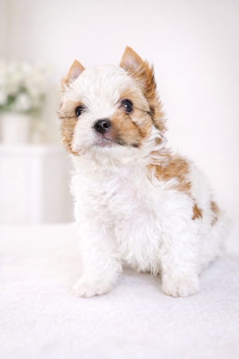 Cudny, malutki piesek york white ocean pearl, laleczka