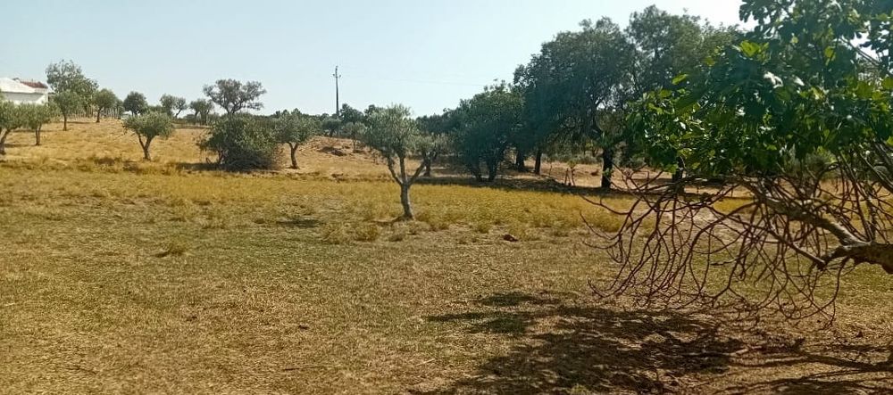 Monte alentejano 7500m2