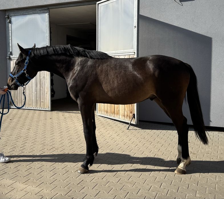 Ogierek Taloubet Z x Numero Uno 2023