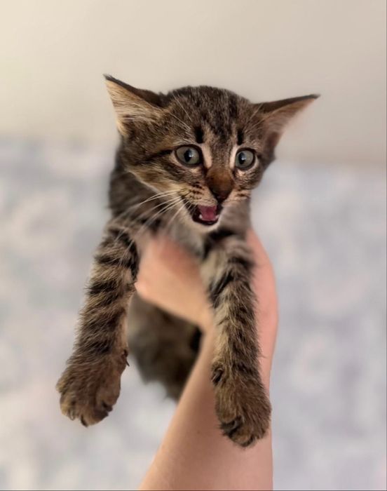 Кошенятка в добрі руки