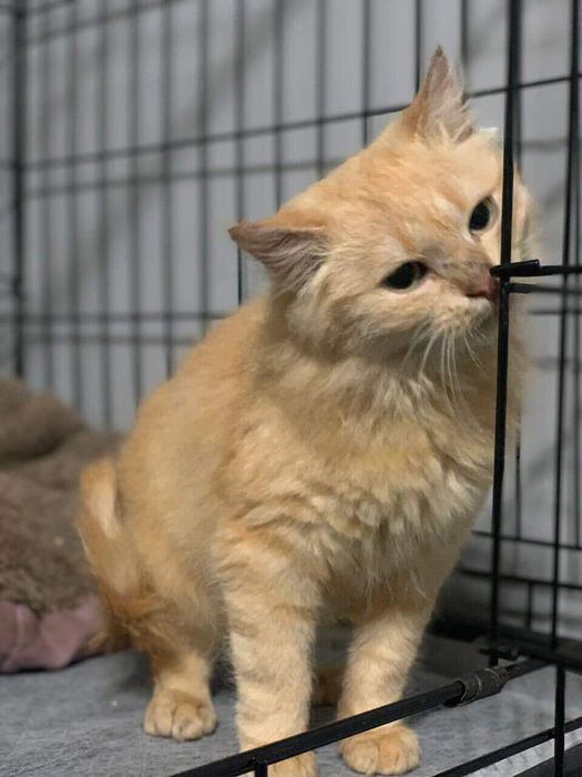 Котики, найкращі котики у світі