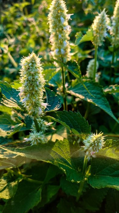 Семена, насіння Лофант тибетский, Многоколосник морщинистый