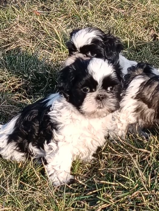 Shih tzu szczeniaki