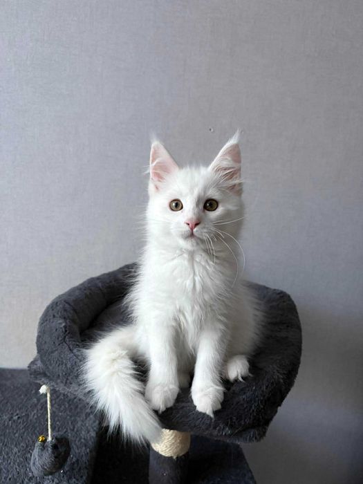 Maine Coon – biała kotka Domestella | rodowód FPL | domowa hodowla”