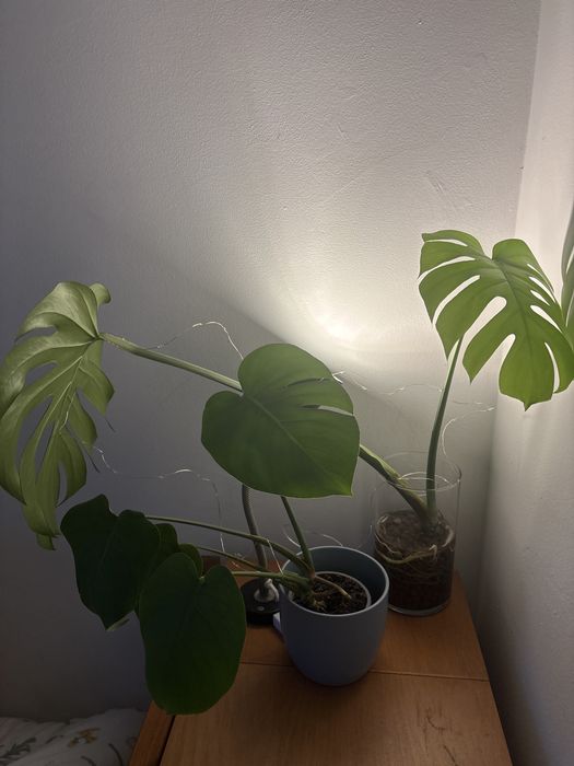 Plantas procuram novo lar - 3/5€ cada