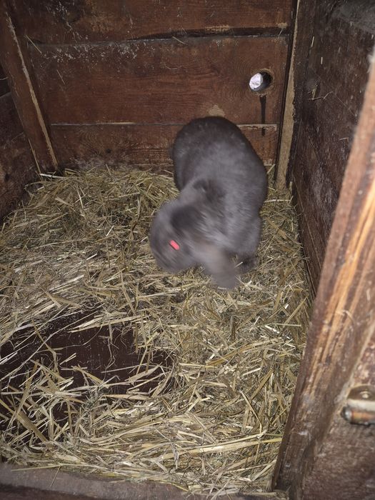 Baran francuski  Samiec