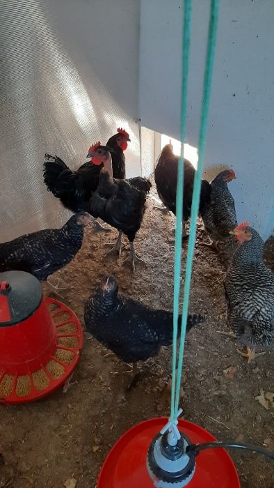 Galinhas de raças autóctones