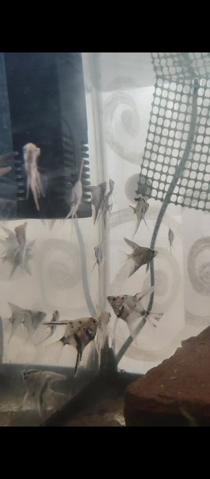 Escalares  koi 4 cm