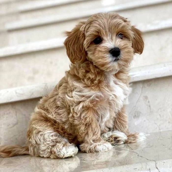 Преміальні цуценята мальтипу — розумні й дуже охайні