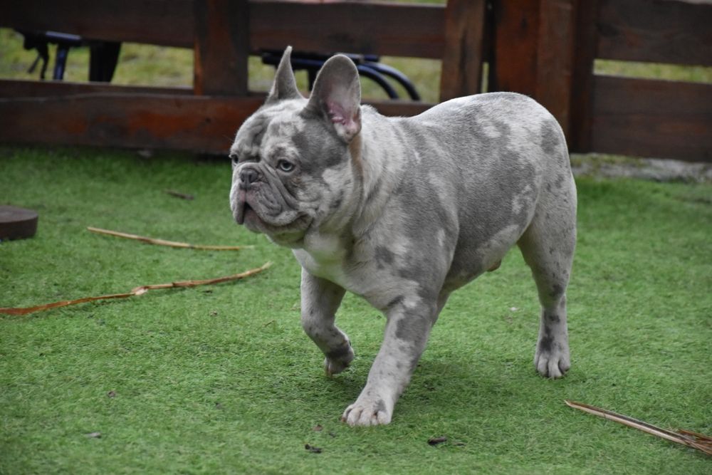 Ліловий мерле в'язка