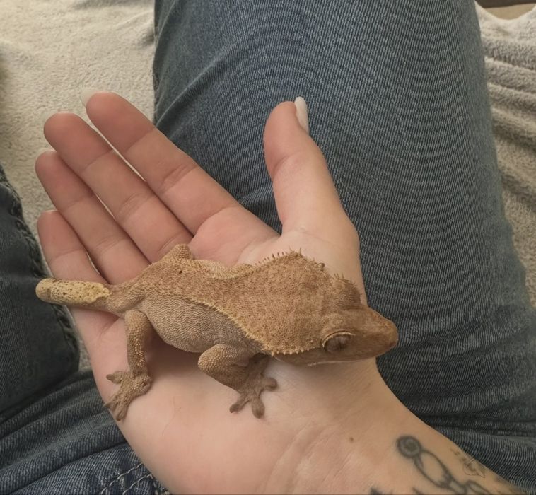 Dwa gekony orzęsione + terrarium