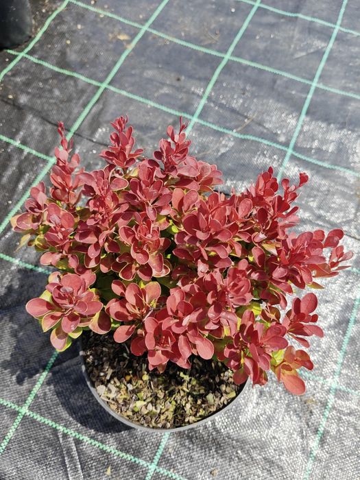 Berberys Thunberga 'Ruby Star' w doniczce