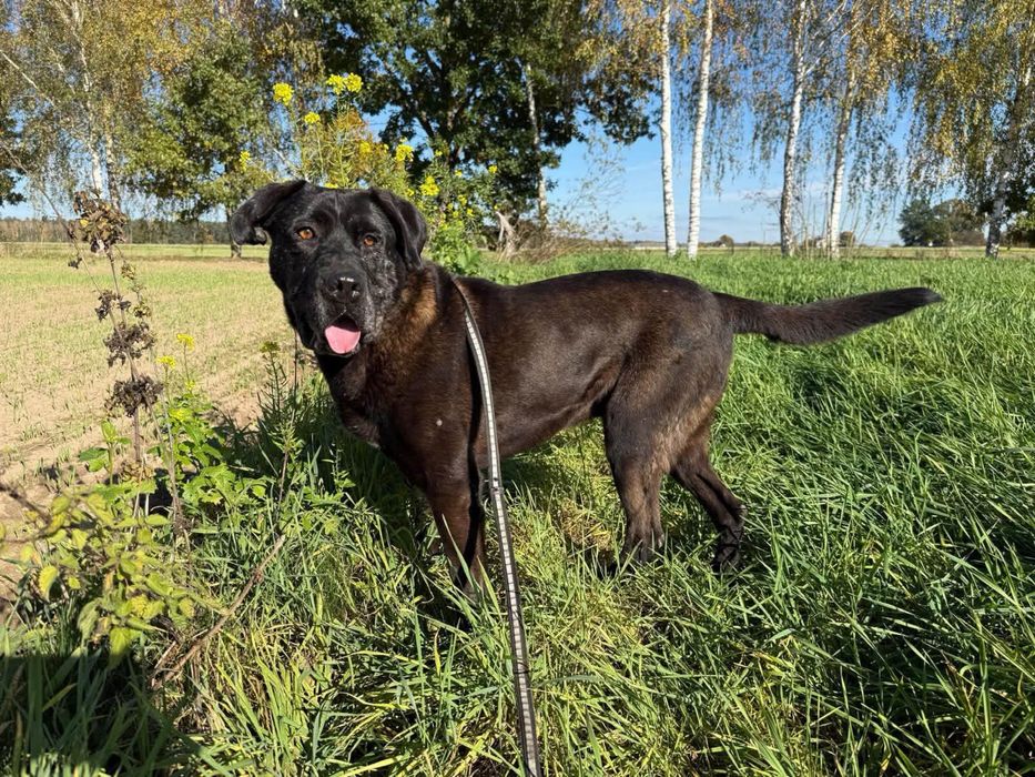 Tenor pies w typie cane corso do adopcji