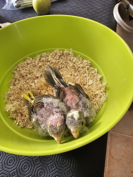 Kakarakis para acabar de criar á mao ,tb tenho rosicolis