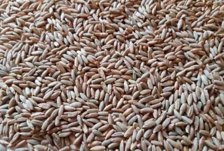 Żyto ekologiczne z certyfikatem AGRO BIO TEST EKO