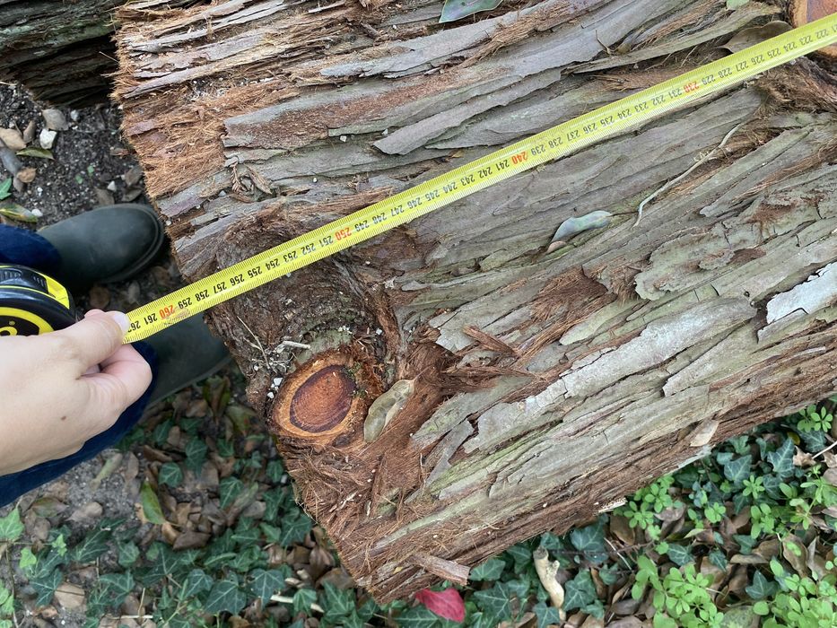 Troncos de Madeira Rara Sequoia Redwood com 60 Anos