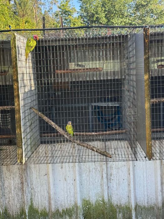 casal de cabeca de ameixa aves adultas reprodutores