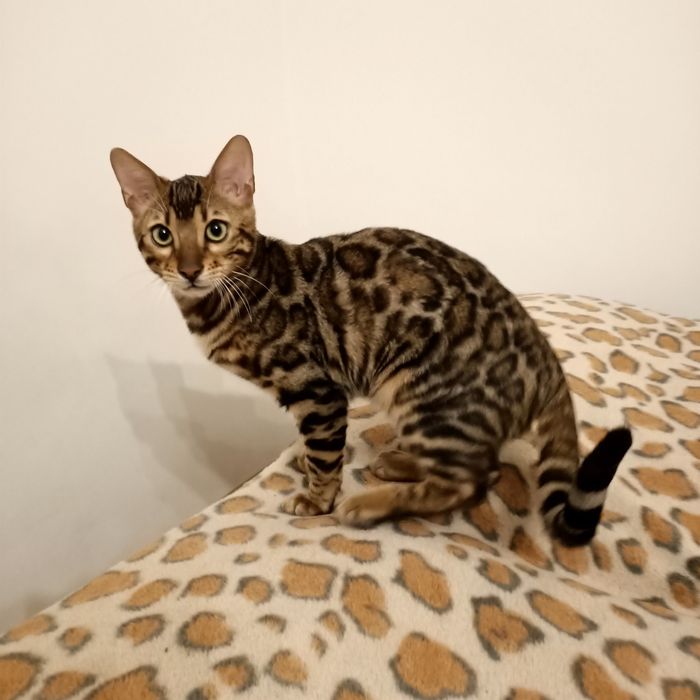 Kot bengalski rodowód FPL/FIFE