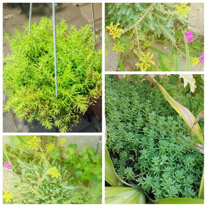 очиток скальний почвопокровний, седум