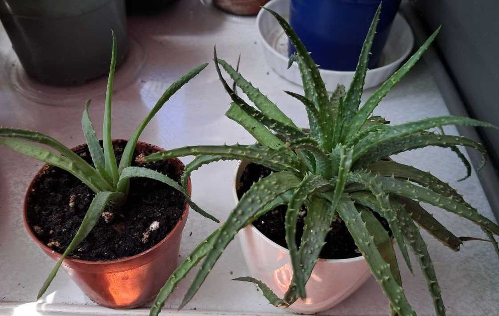 Сукуленты и кактусы