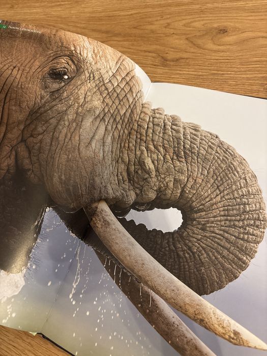 Książka zwierzęta