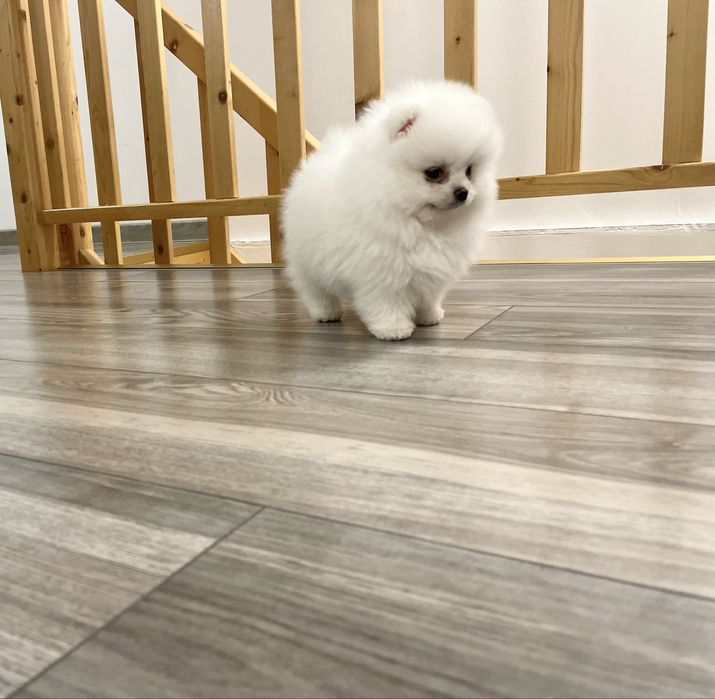 Pomeranian biały misio